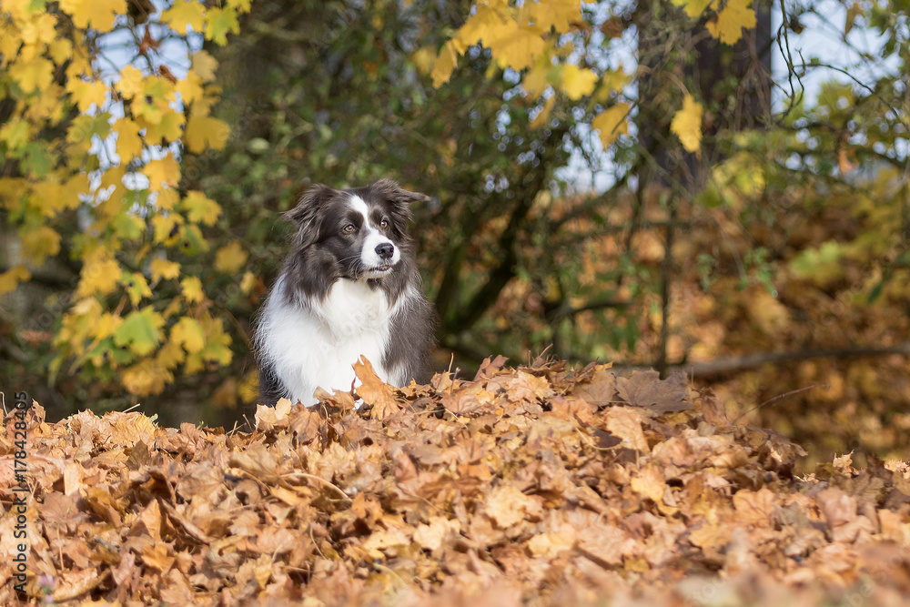 Border Collie Hund im Herbst