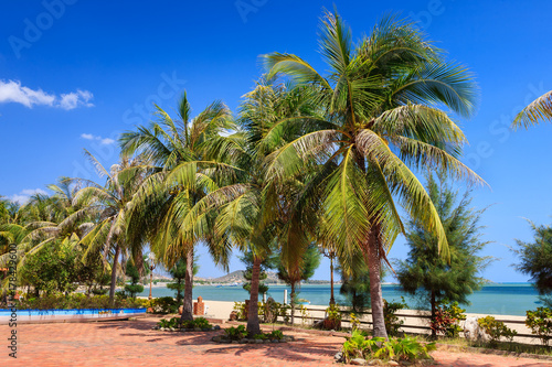 Coconut trees at Phan Rang beach in the afternoon, Ninh Thuan, Vietnam. Ninh Thuan is famous for beautiful landscapes, majestic Cham towers and unique Cham culture