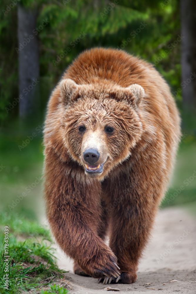 Fototapeta premium Niedźwiedź spacer po lesie