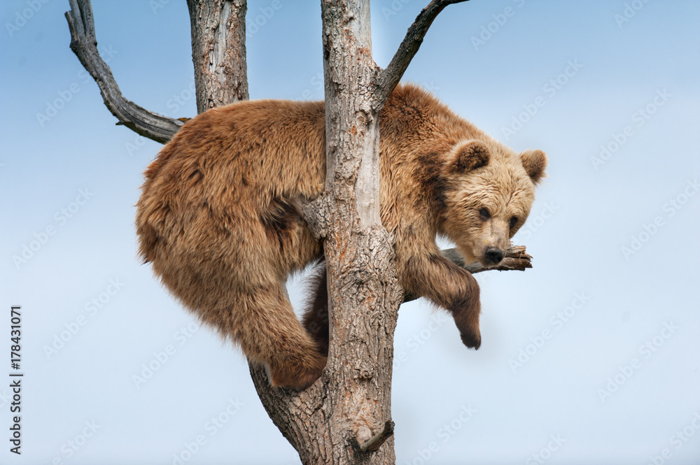Fototapeta premium Brown bear on tree brunch against blue sky