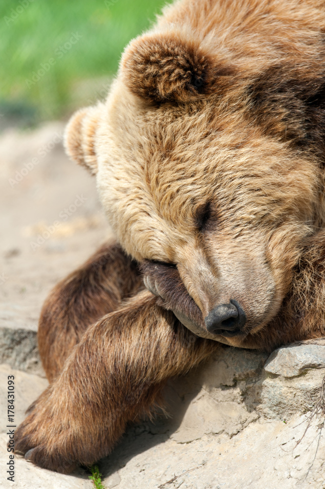 Fototapeta premium Bear sleep on a rock, close up portrait
