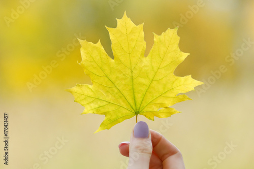 Maple leaf in the female hand. Autumn concept