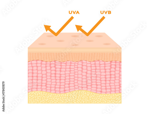 uv protection vector
