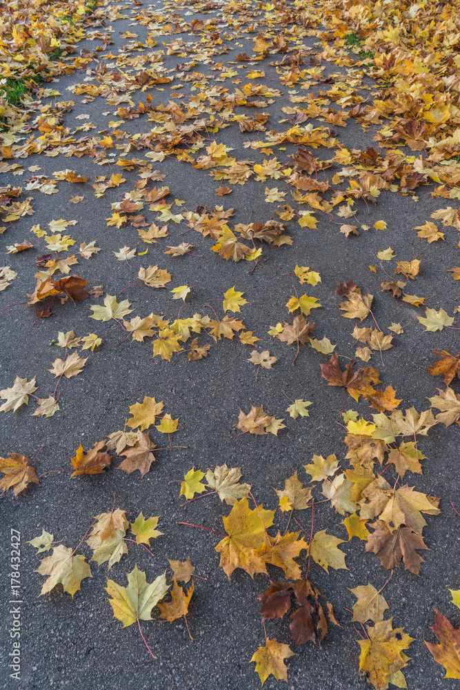 Leaves on the road Leaves on the road