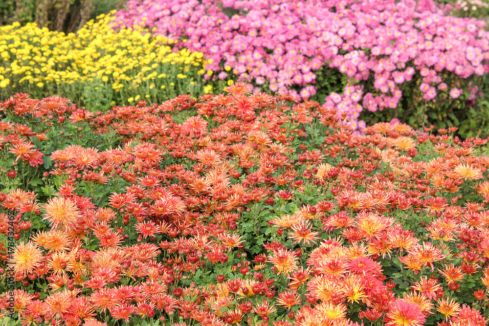 Flower chrysanthemum in autumn garden