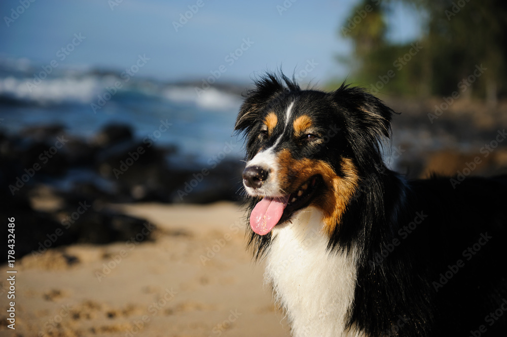 Australian Shepherd dog portrait at ocean beach