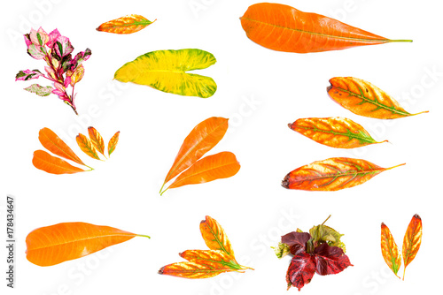 Multicolored leaves. Colorful autumn leaves collection isolated on white background