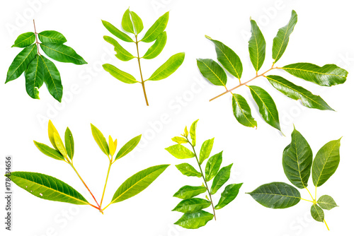 Set of green leaves isolated over white background.