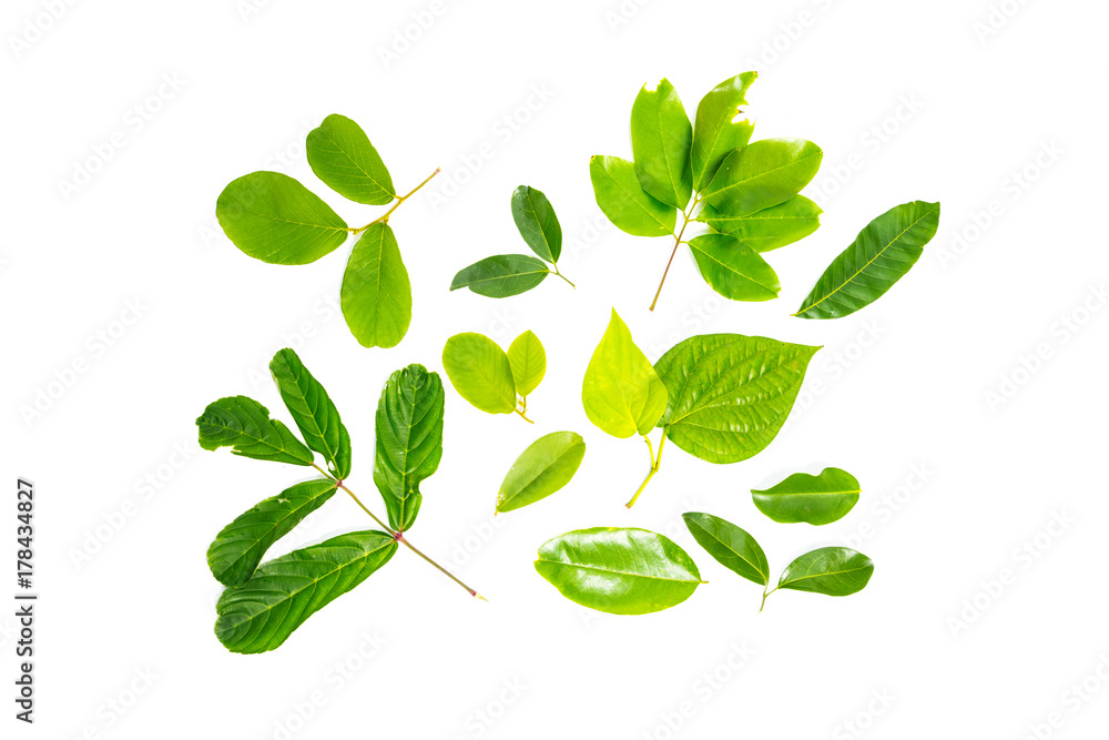 Set of green leaves isolated over white background. Set of green leaves isolated over white background.