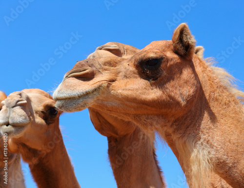 Camels in the desert