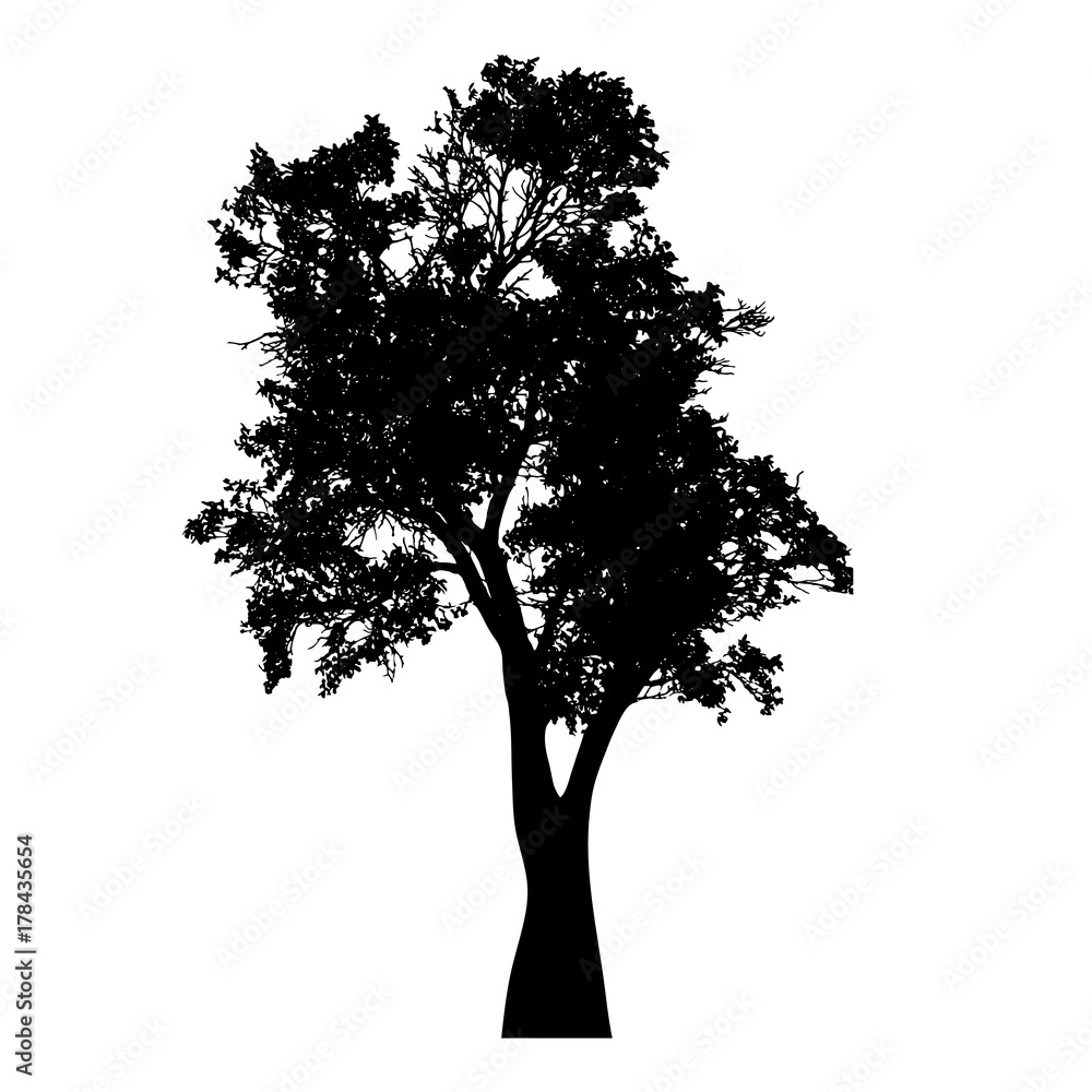 Fototapeta premium Vector silhouette of tree on white background.