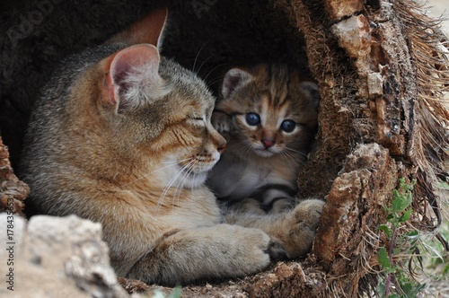 African wild cat mother with kitten