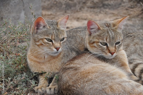 Photography African wild cats together