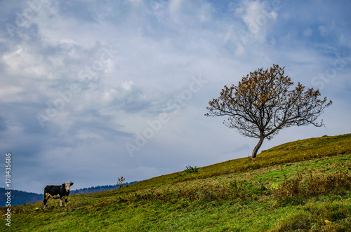 Ukrainian Carpathian Mountains in the autumn season