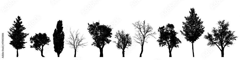 Vector silhouette of tree on white background. - obrazy, fototapety, plakaty 