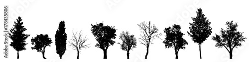 Vector silhouette of tree on white background. photo