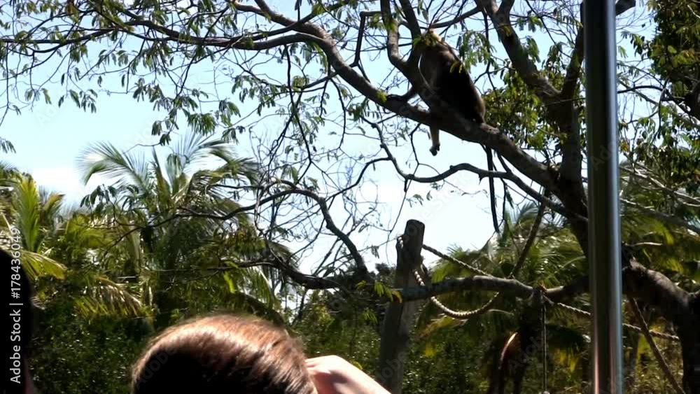 Monkey gibbons lesser ape sitting in tree on island habitat environment