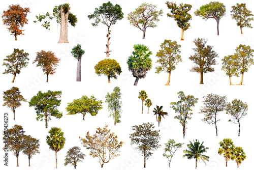 collection of tropical tree in asia isolated on white background