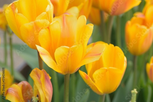 Macro background of yellow tulip flowers in horizontal frame