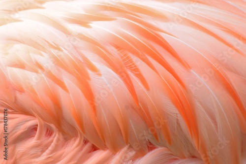 Macro texture of Flamingo bird feathers in horizontal frame