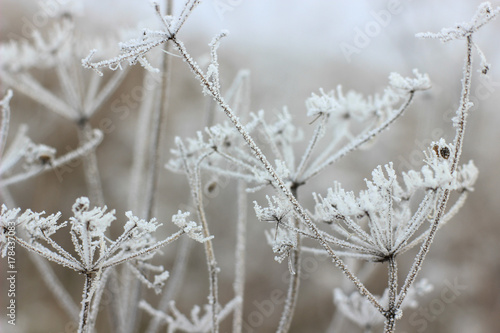 covered with frost the branches of the plants in the morning mist © albert