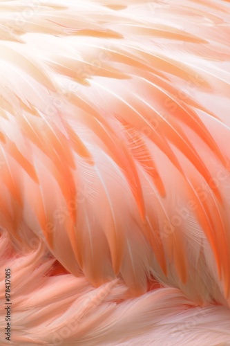 Macro texture of Flamingo bird feathers in vertical frame