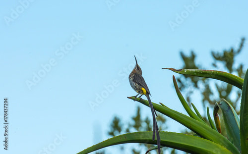 Cape sugar bird, ( promerops cafe), sitting on aloe plant and looking up at blue sky. Yellow rump visible. Elgin Rdge Wine Estate, South Africa