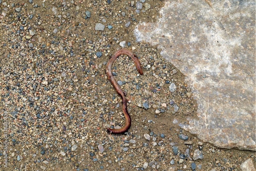 worm nature animals sand pebbles stone rock wild stone brown worm nature animals sand pebbles stone rock wild stone brown