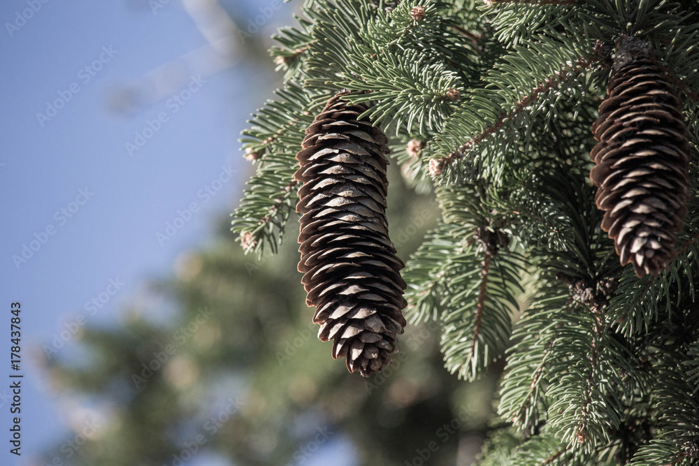 Pine Cone in a Tree