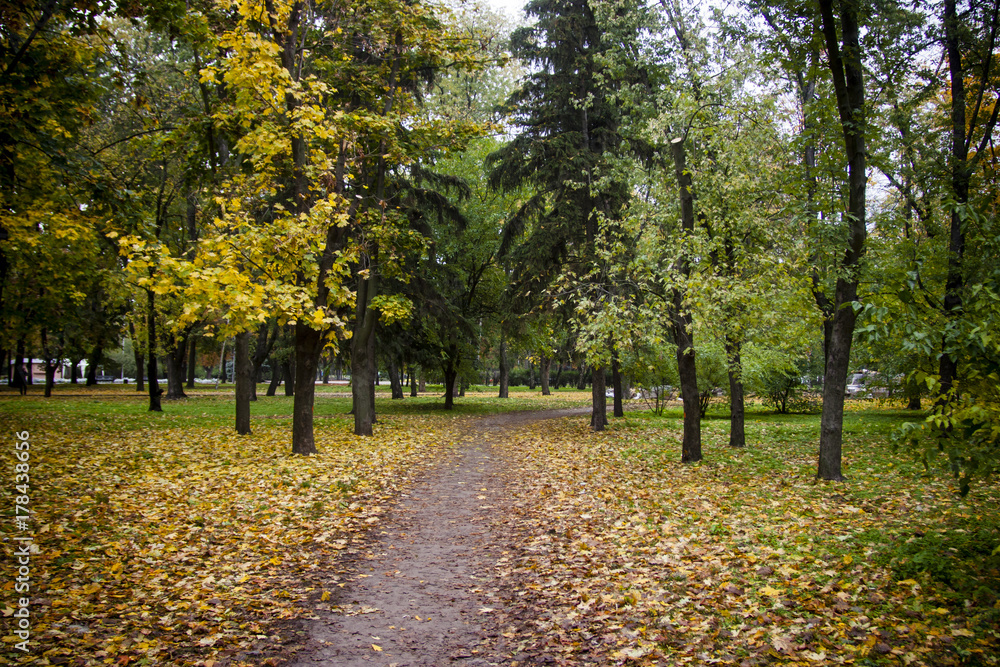 Fototapeta premium Autamn park