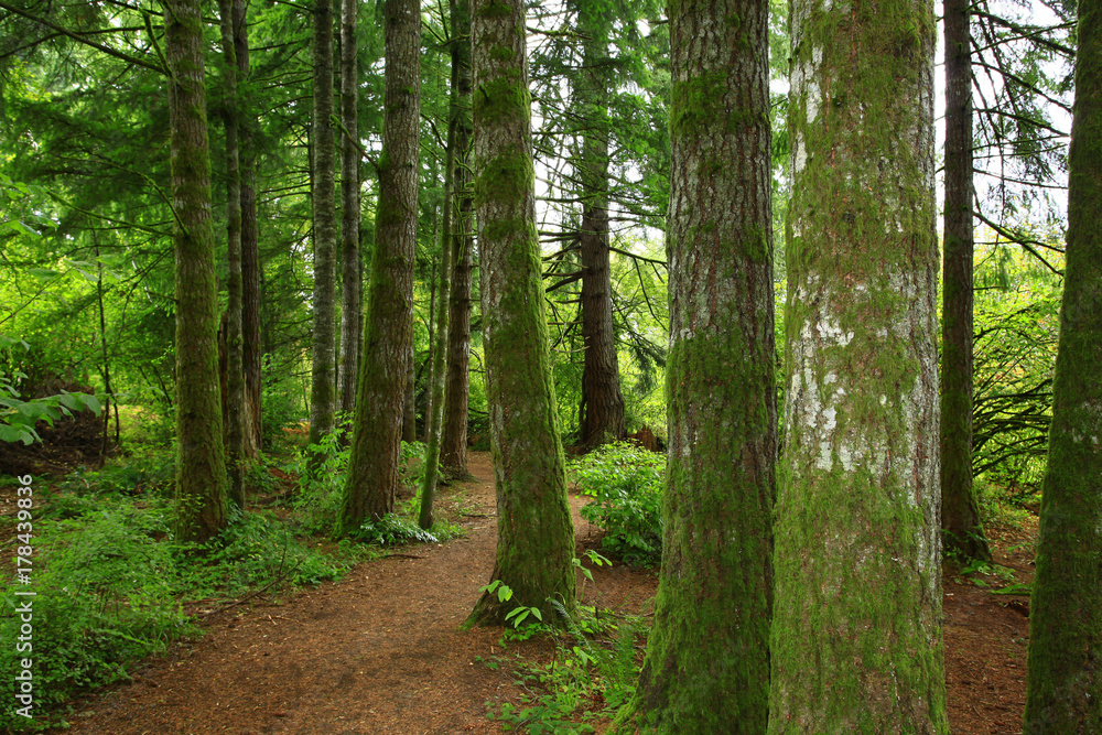 a picture of an Pacific Northwest forest trail a picture of an Pacific Northwest forest trail