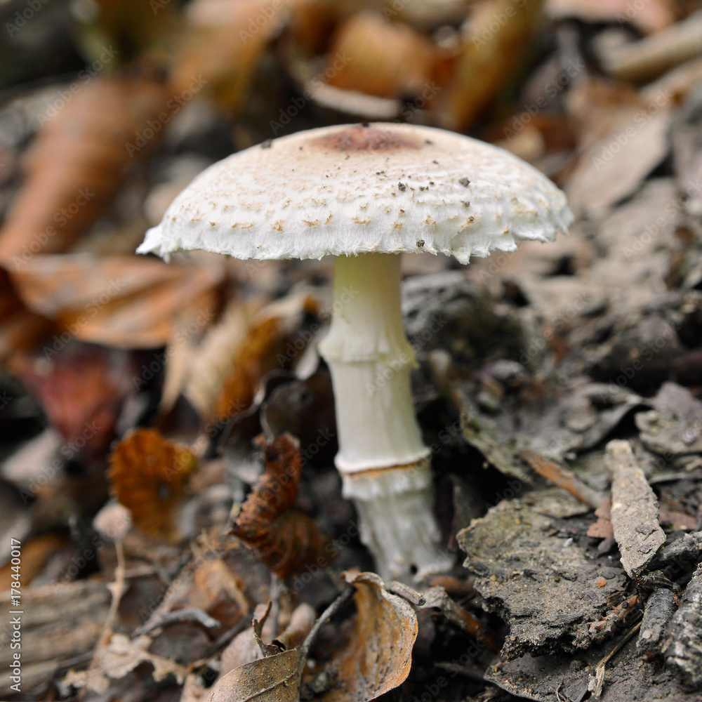 lepiota subgracilis mushroom lepiota subgracilis mushroom