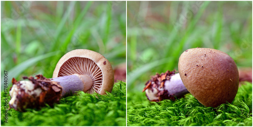 cortinarius torvus mushroom photo