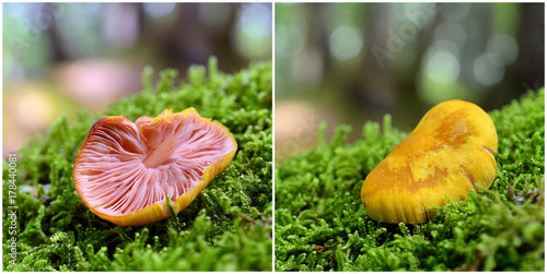 entoloma pleopodium mushroom photo