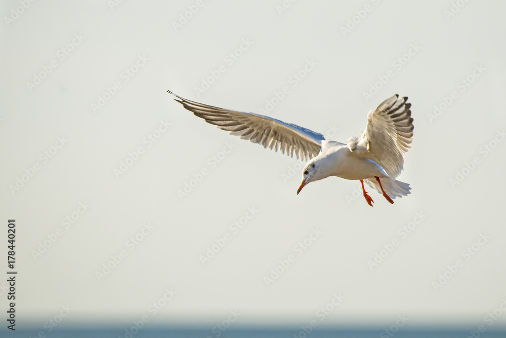 Obraz premium Lachmöwe beim Flug über die polmische Ostseeküste