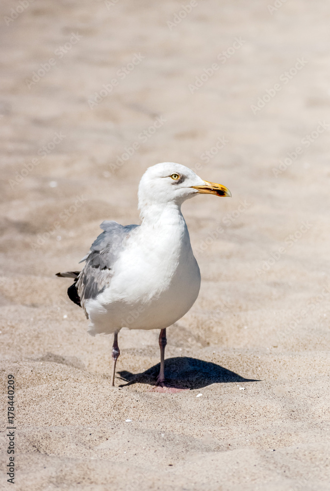Obraz premium Möwe am Strand