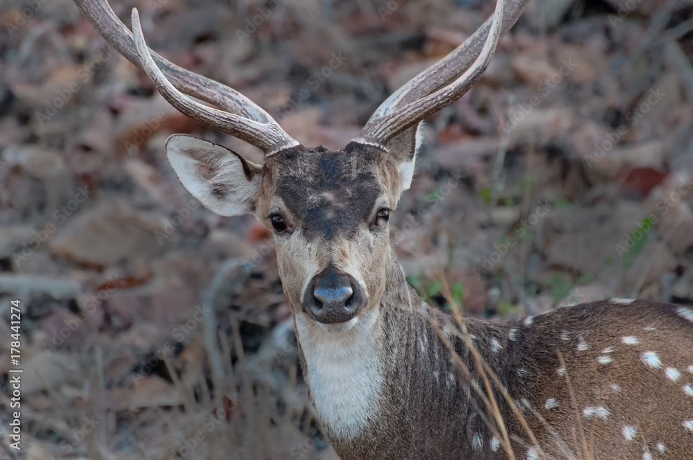 Nice image of Indian deer in Panna national park. Nice image of Indian deer in Panna national park.