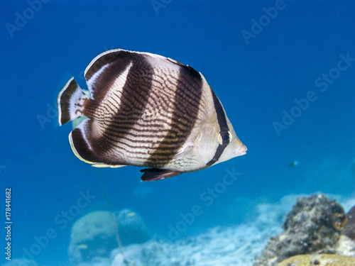 Tablou pe pânză banded butterflyfish,Chaetodon striatus