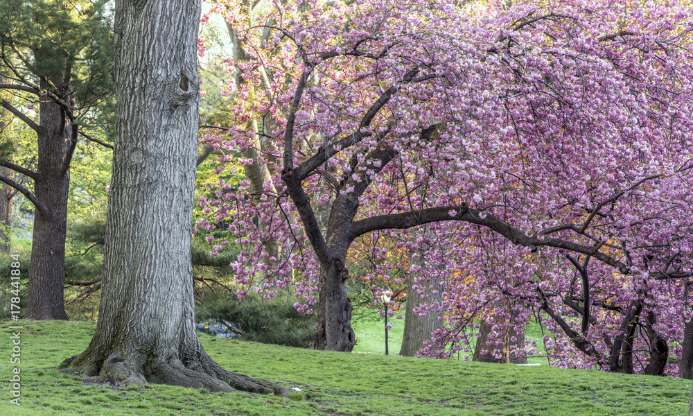 Prunus serrulata or Japanese Cherry