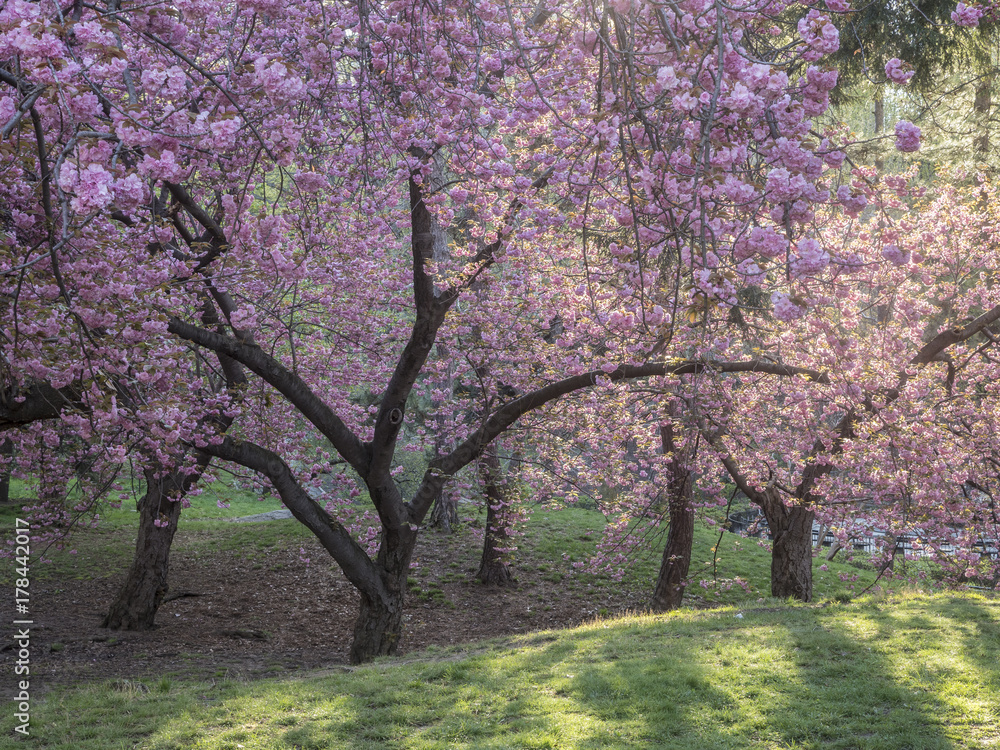 Prunus serrulata or Japanese Cherry Prunus serrulata or Japanese Cherry