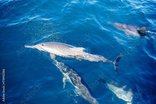 Group of Dolphins in Sea. Top View