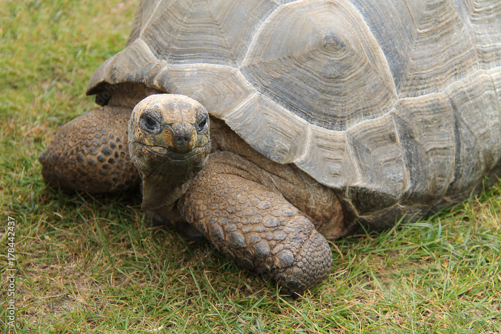 Obraz premium An Interesting Look from a Large Old Tortoise.