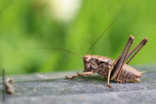 Dark Bush-cricket (Pholidoptera griseoaptera), Welney WWT Reserve, Norfolk, England, UK. © tonymills