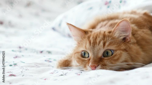 Cute ginger cat lying in bed. Fluffy pet comfortably settled to sleep under blanket, then suddenly attacked something behind the scene. Cozy home background with funny pet