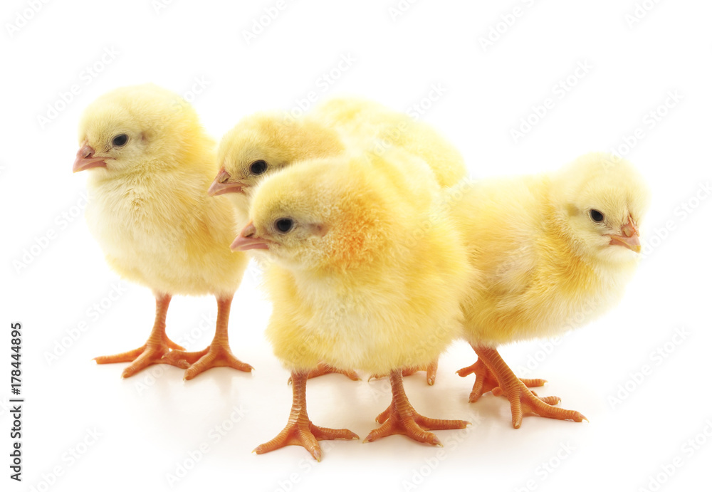 Little chickens. Little chickens.
