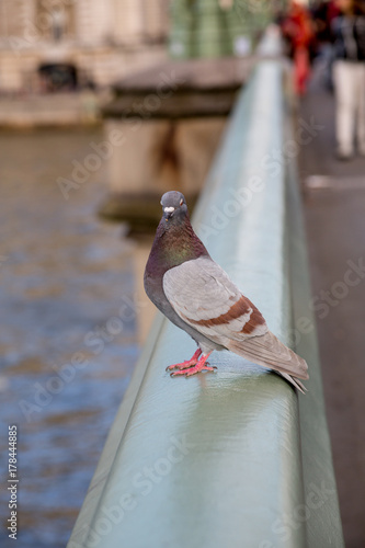 Photography A Pigeon on Westminster Bridge