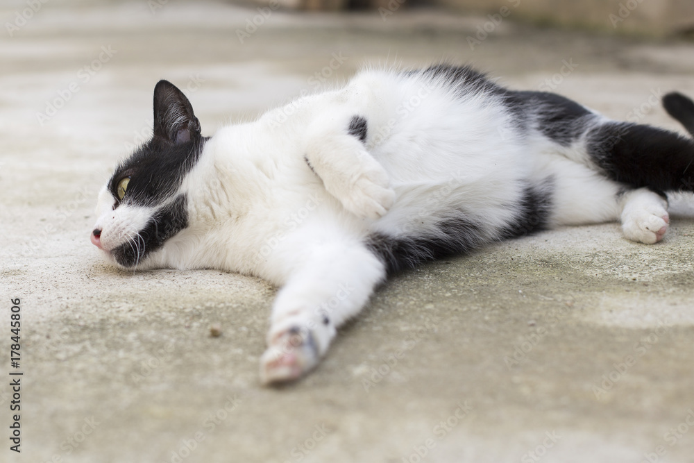 Fototapeta premium Gato blanco y negro en protectora