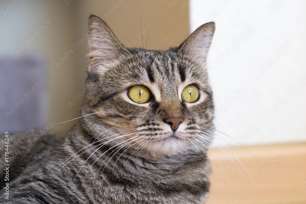 Gata atrigrada doméstica en casa Gata atrigrada doméstica en casa