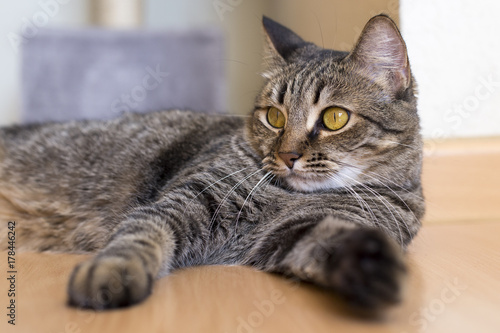 Gata atrigrada doméstica en casa