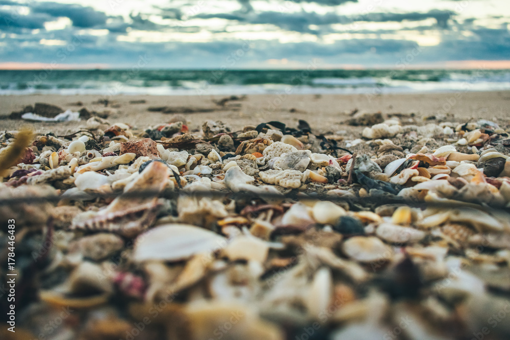 close up of seashells and pebbles washed ashore on a cool dark morning at the beach close up of seashells and pebbles washed ashore on a cool dark morning at the beach